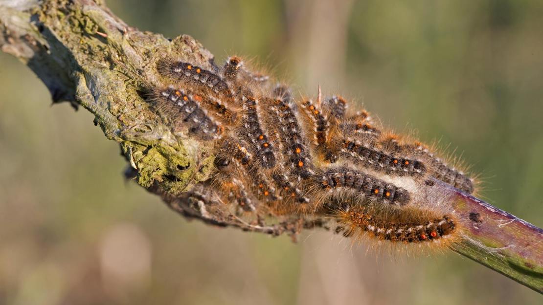 Brown-tail moth caterpillars on branch