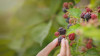 Picking blackberries