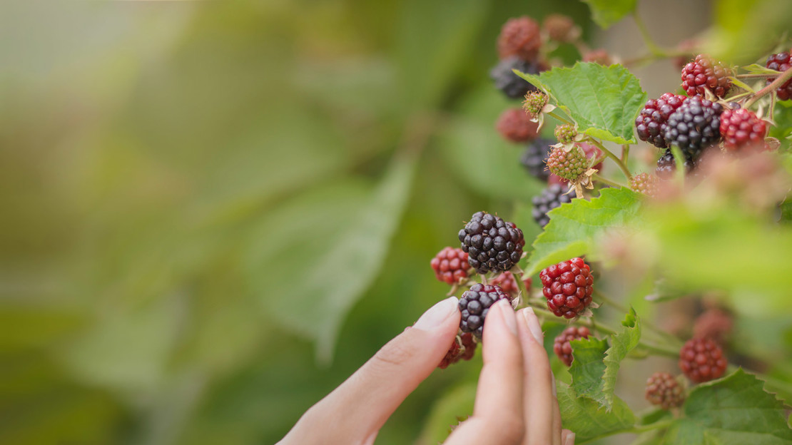 Picking blackberries Picking blackberries