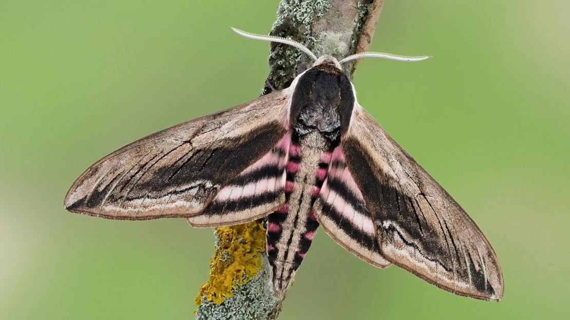 Privet hawk-moth resting on branch