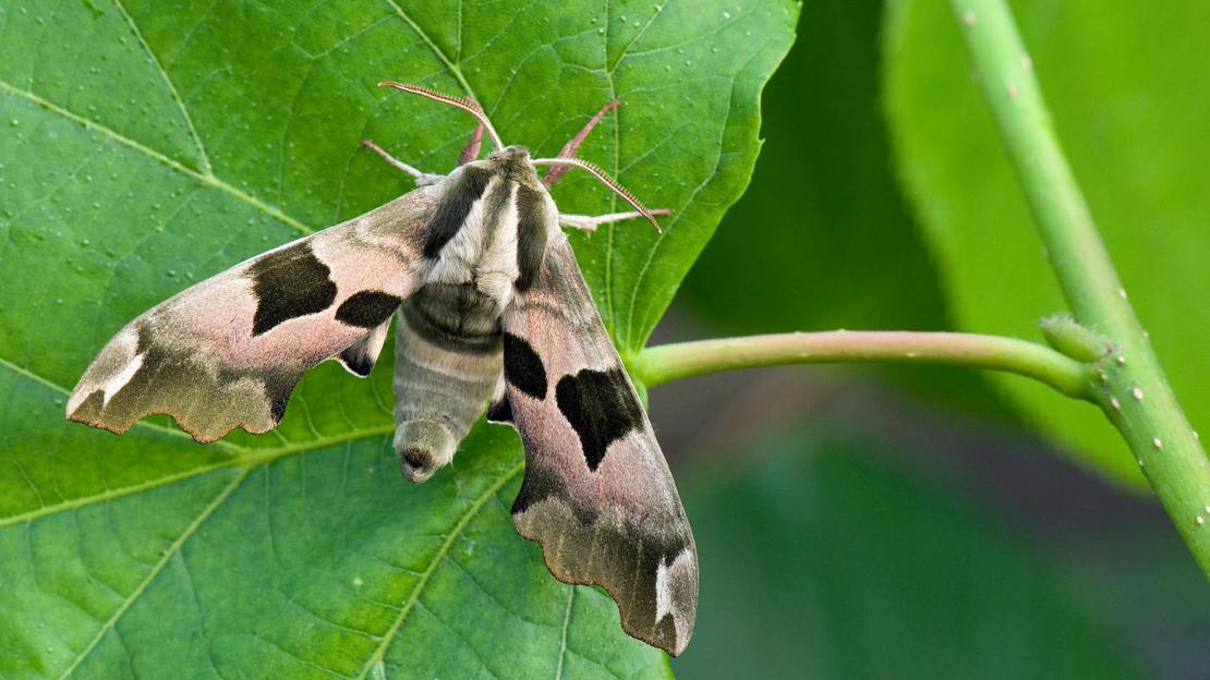 Lime hawk-moth resting on leaf