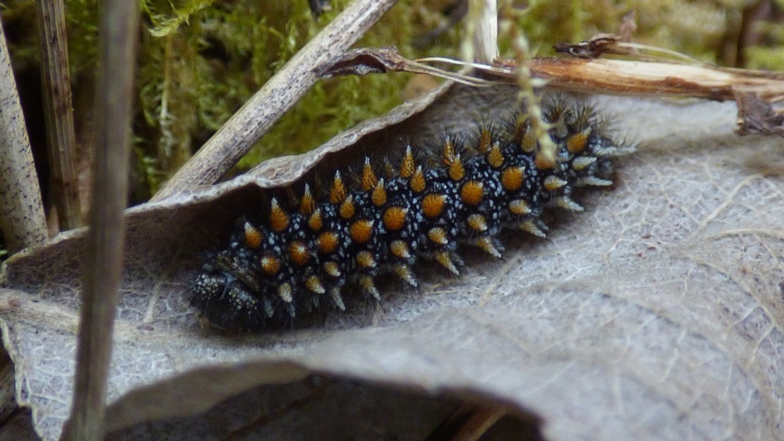 Heath fritillary larva resting on a brown leaf