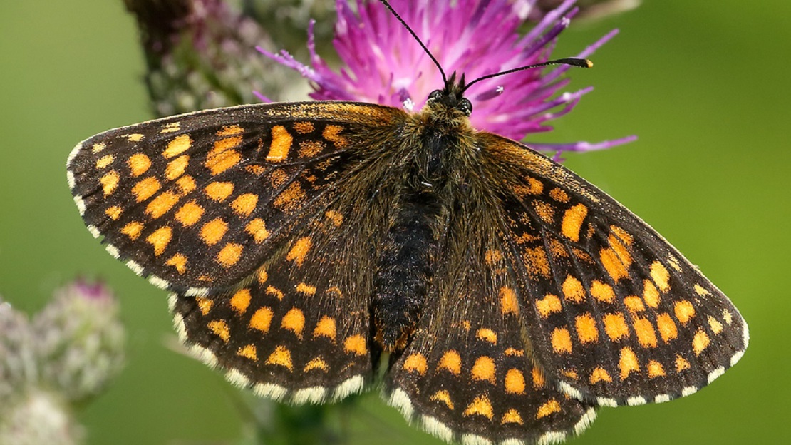 Close up of heath fritillary butterfly resting on a plant