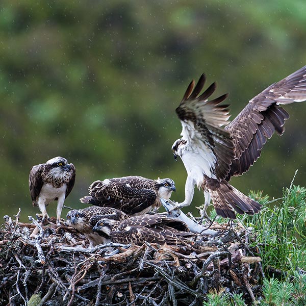 loch osprey cam