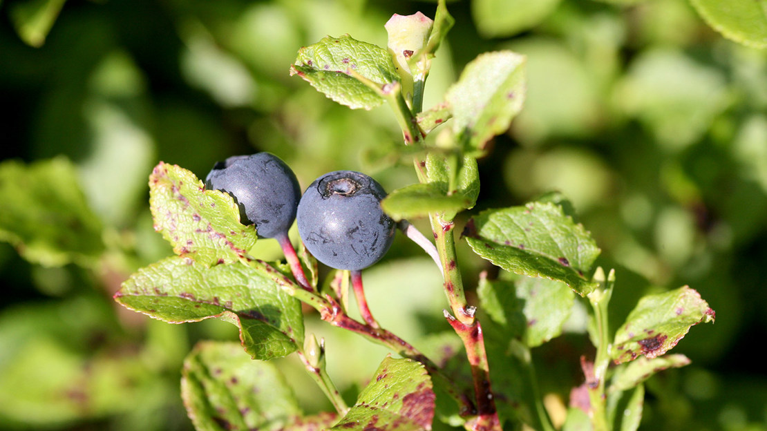 Ripe bilberries (Vaccinium myrtillus)
