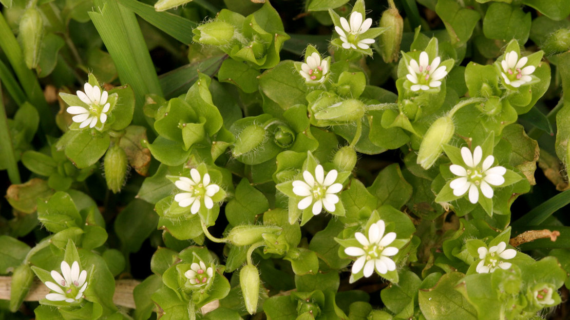 Common chickweed (Stellaria media) in flower