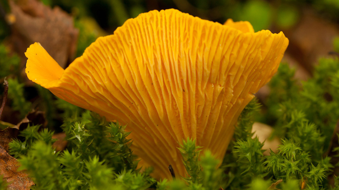 Chanterelle (Cantharellus Cibarius)