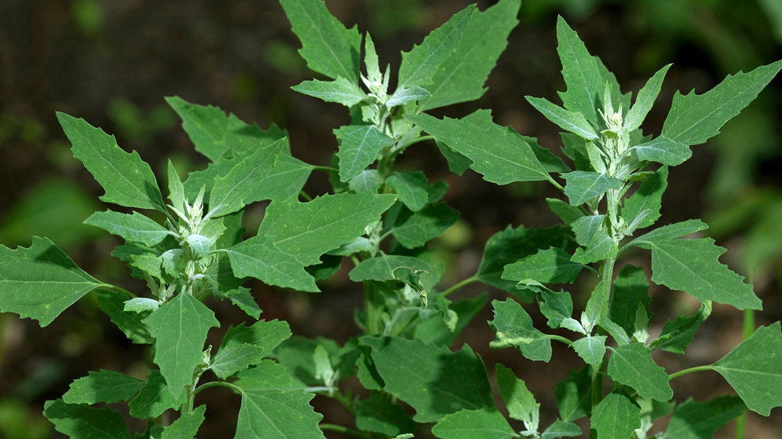 Fat Hen (Chenopodium Album)