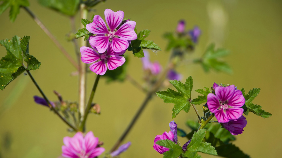 Mallow flowers (Malva Sylvestris)