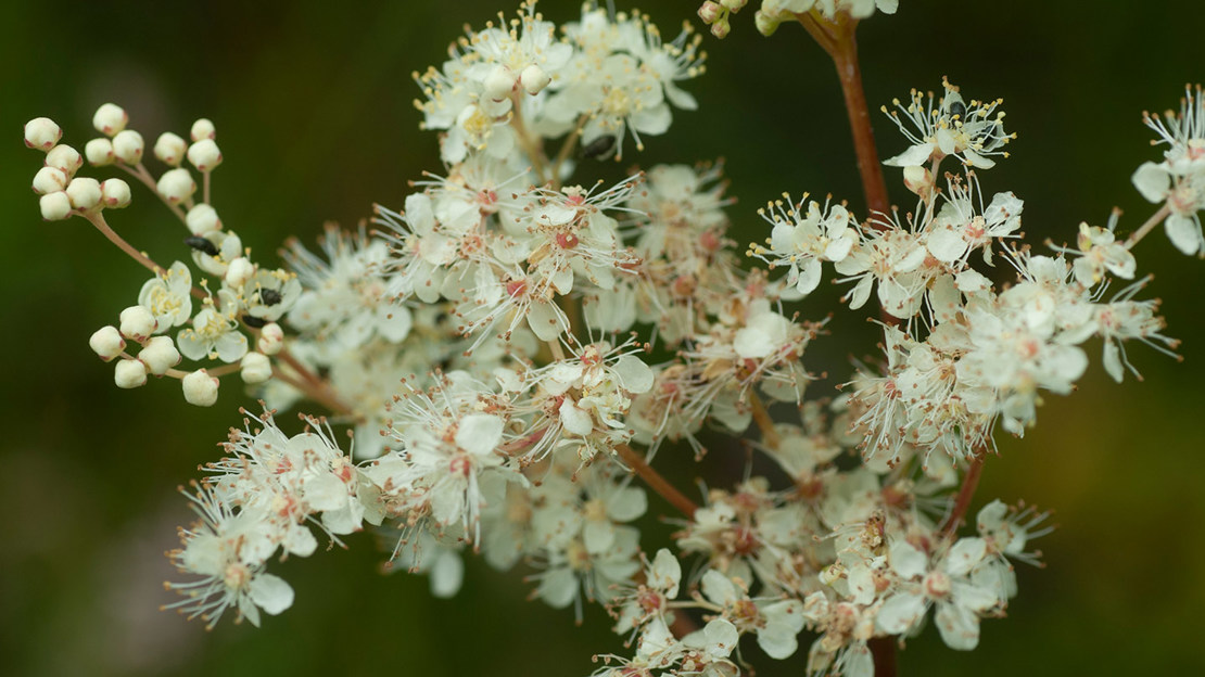 Meadowsweet flowers in bloom