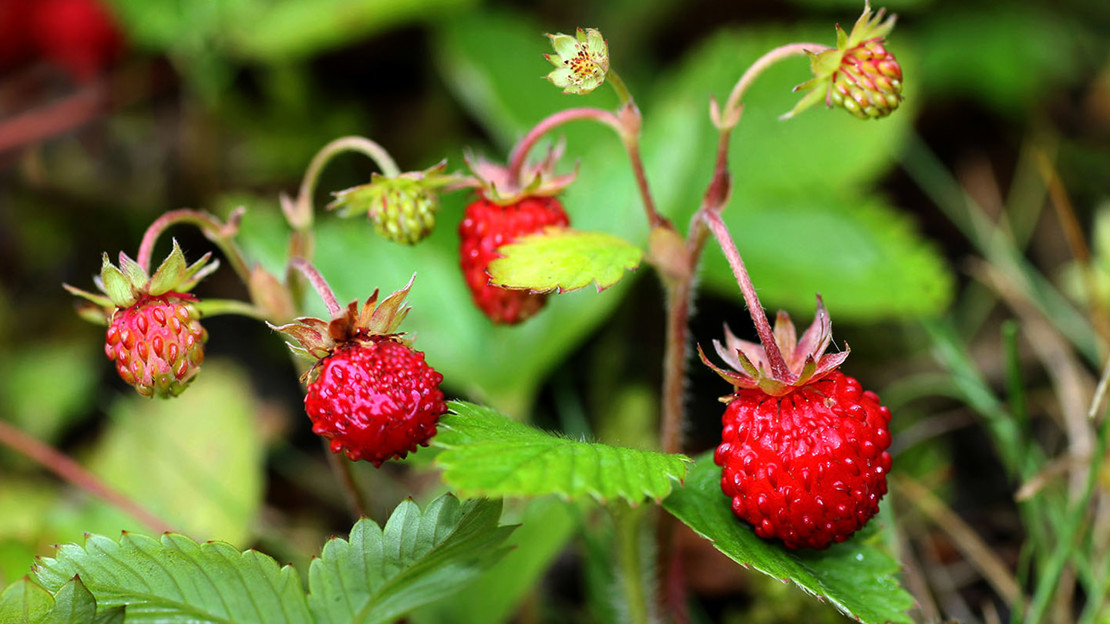 Wild strawberry fruit