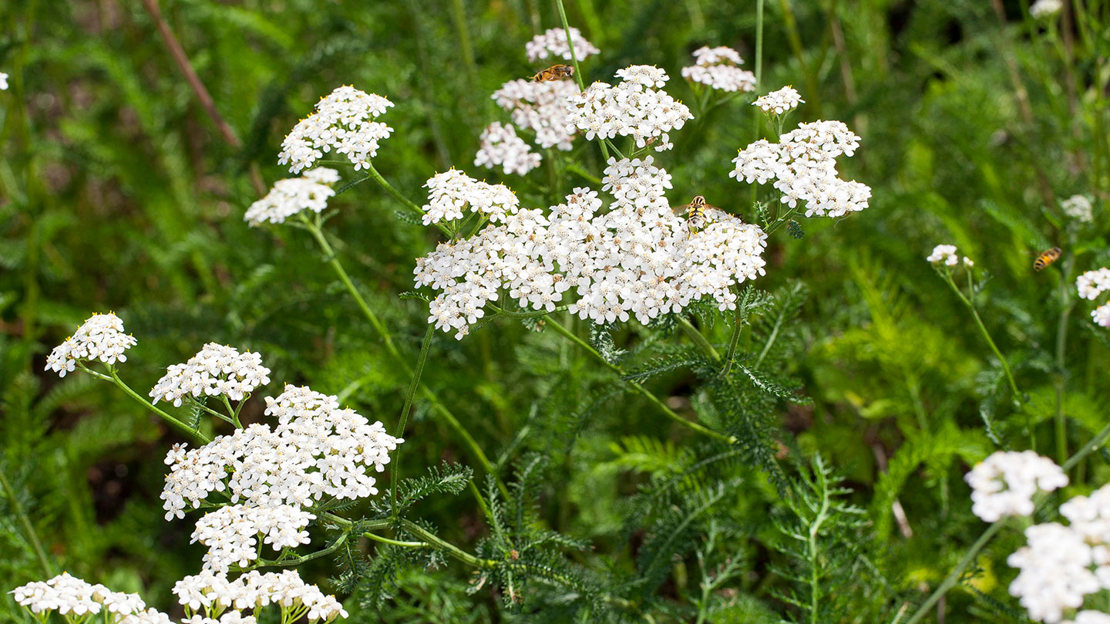 Yarrow (Achillea Millefolium)