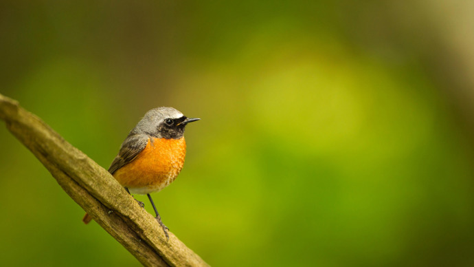 Male redstart perched on a branch