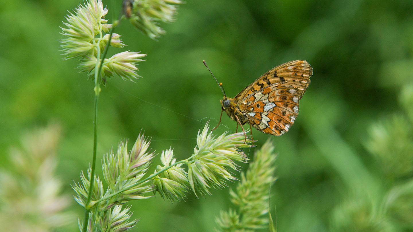 Cocksfoot Grass (Dactylis glomerata) - Woodland Trust
