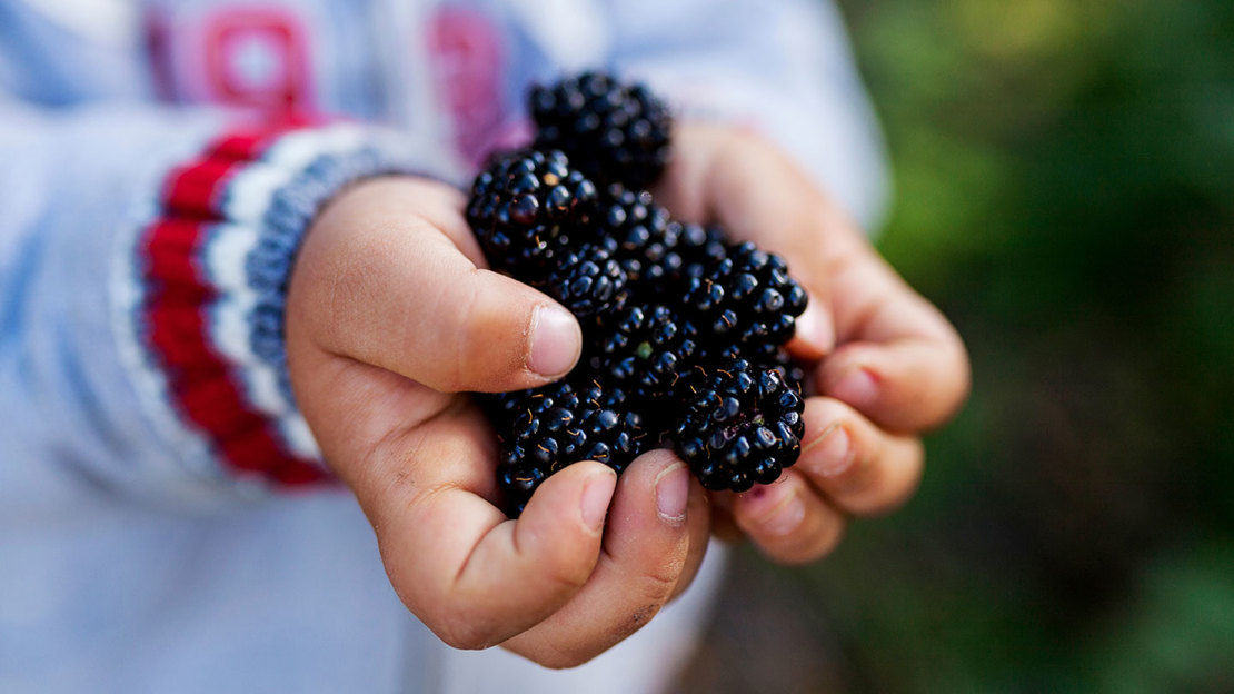 Child with blackberries in their hands