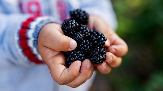 Child with blackberries in their hands