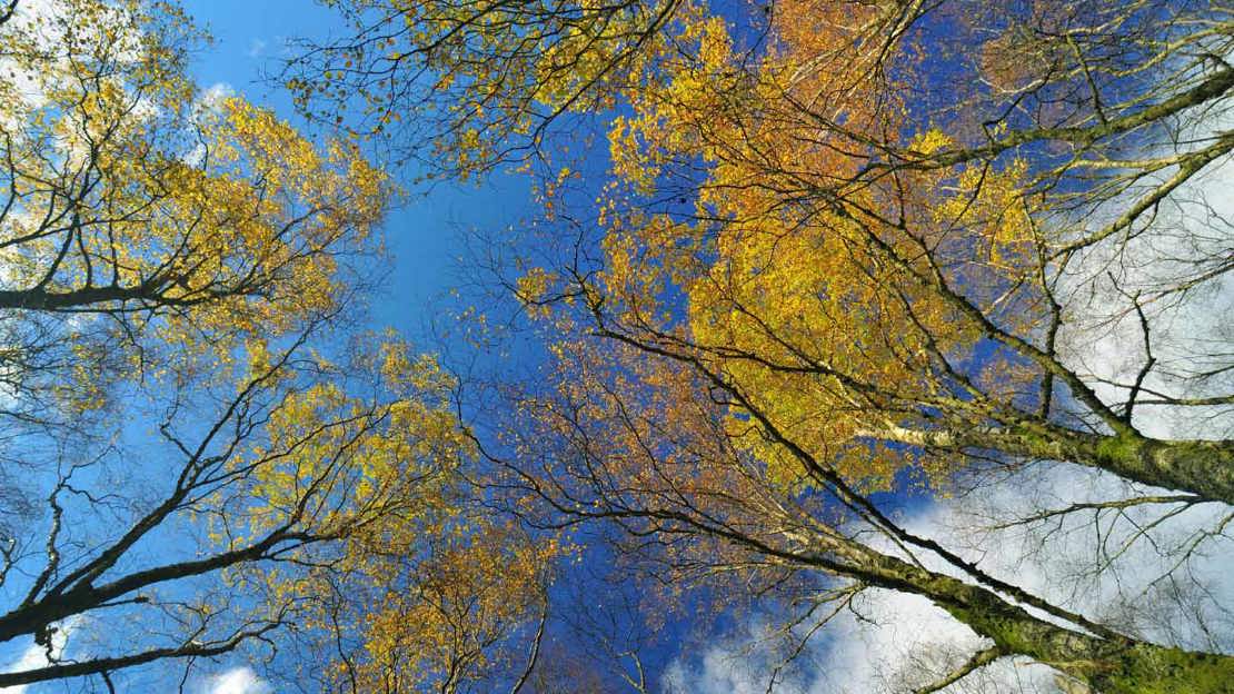 Silver birch looking up at the canopy