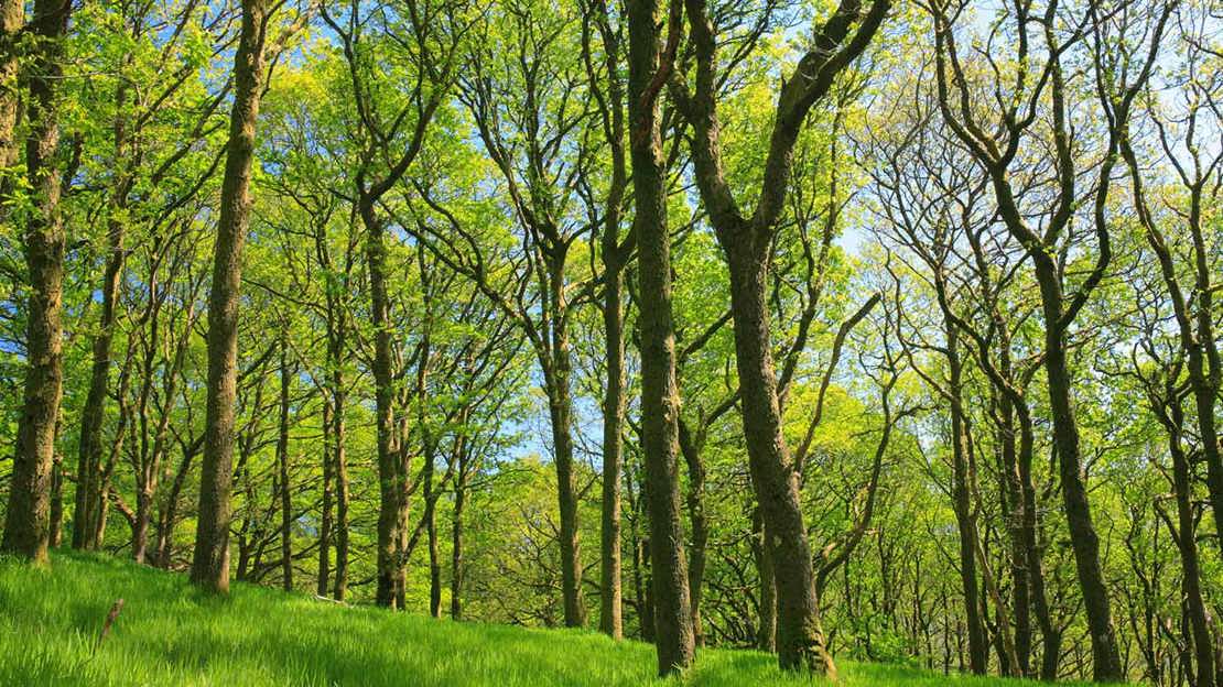Sessile oak trees in spring woodland