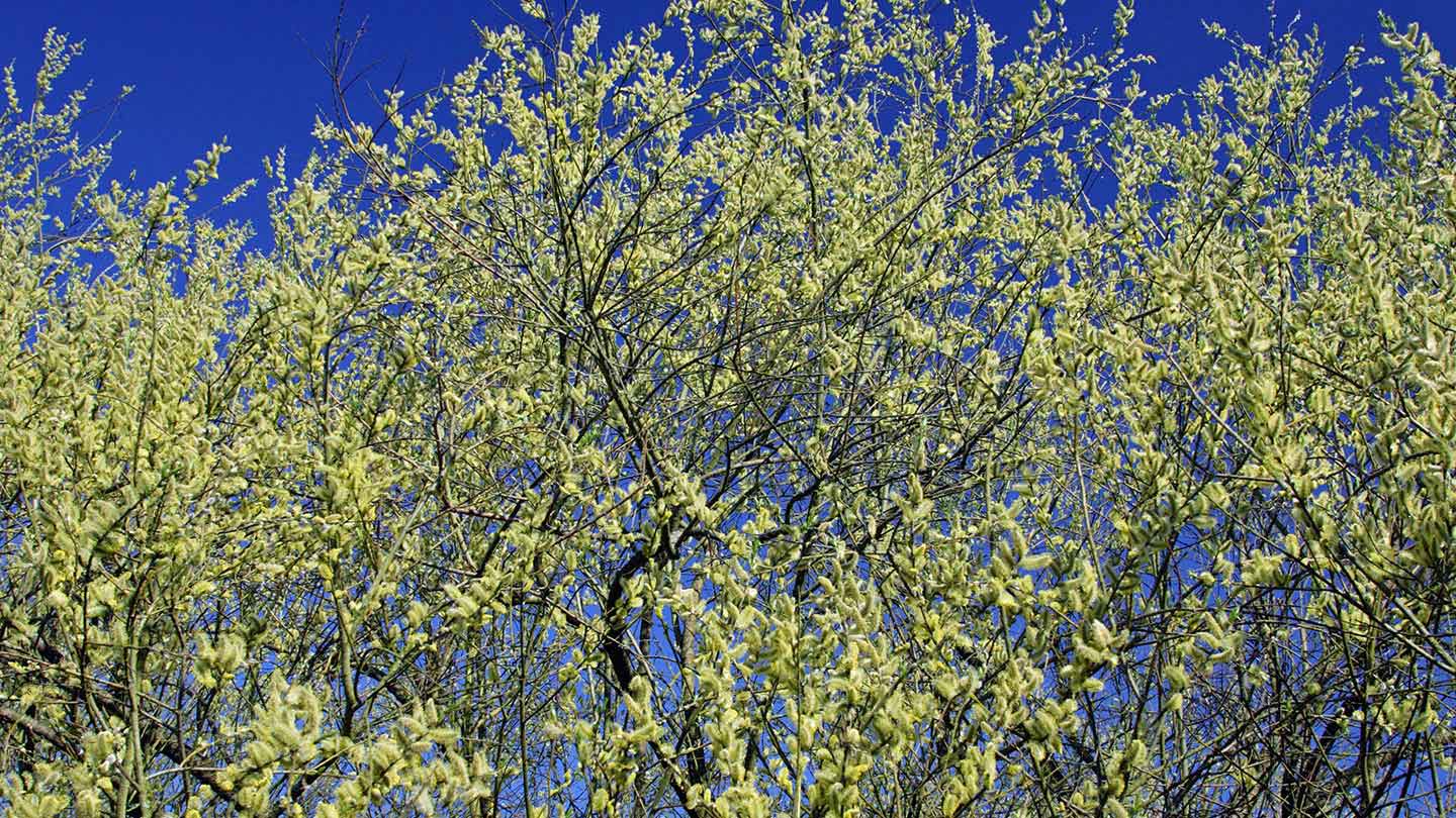 Goat Willow (Salix caprea) British Trees Woodland Trust