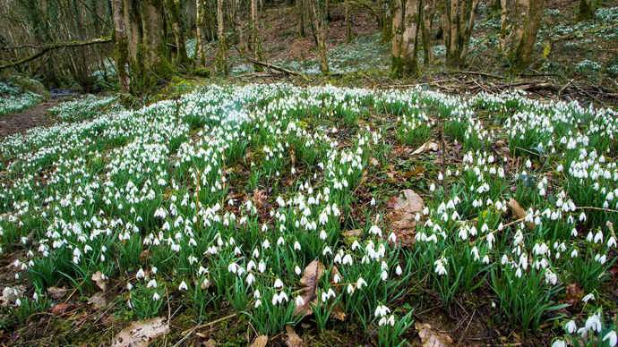 Snowdrops on the woodland floor