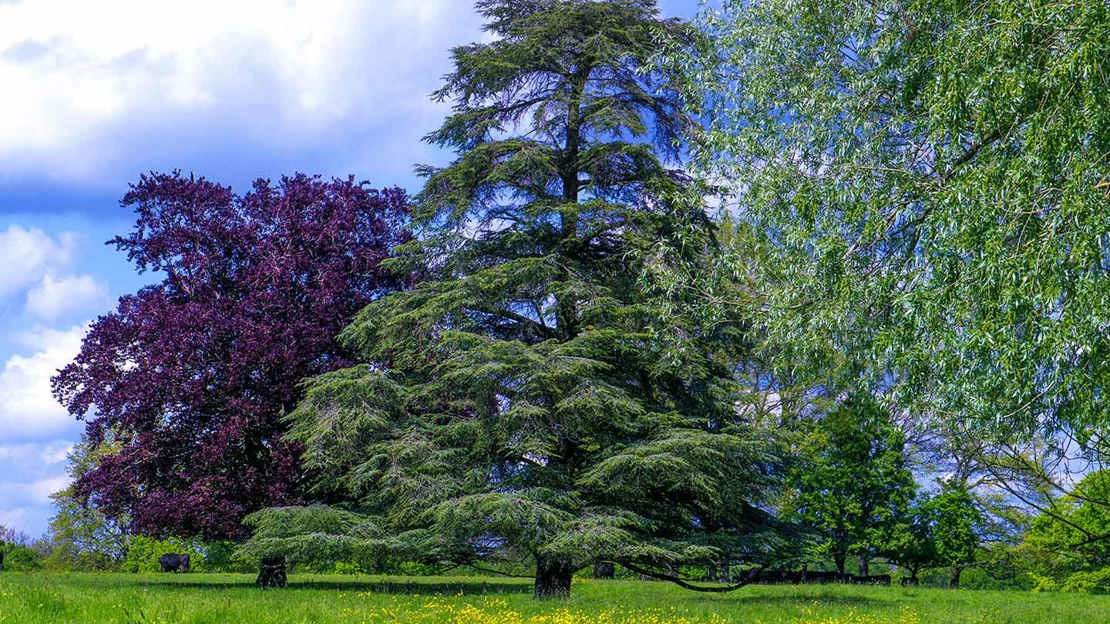 Western hemlock overview with beech trees