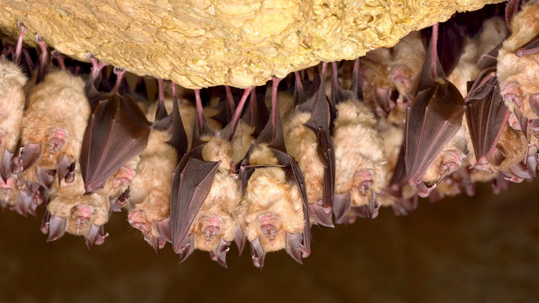 Roosting greater horseshoe bats