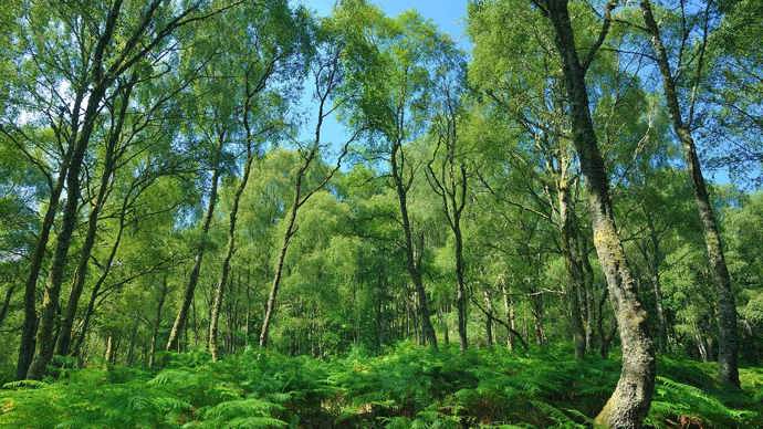 Broadleaf birch woodland in Glen Finglas