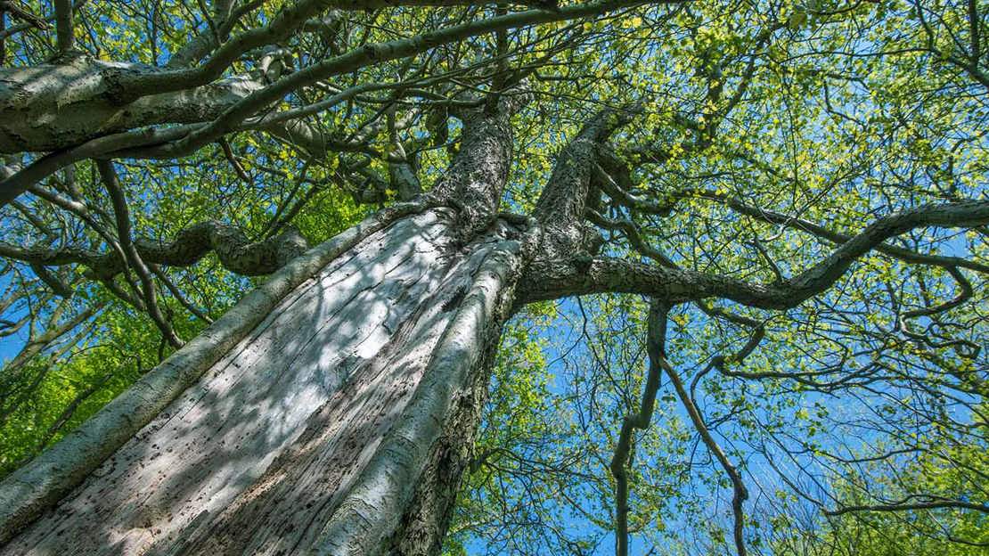 Wild Service Tree (Sorbus torminalis) - Woodland Trust