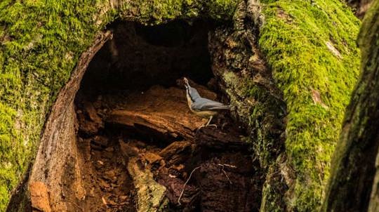 A nuthatch investigating the hollow of the Allerton Oak, England's 2019 Tree of the Year winner