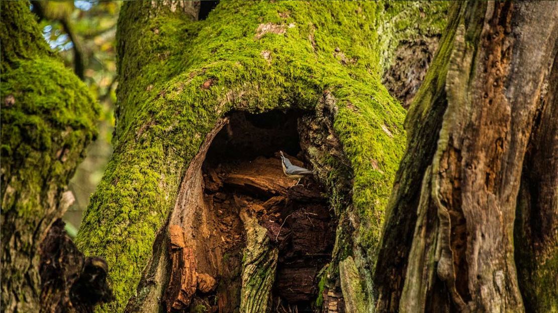 A nuthatch investigating the hollow of the Allerton Oak, England's 2019 Tree of the Year winner