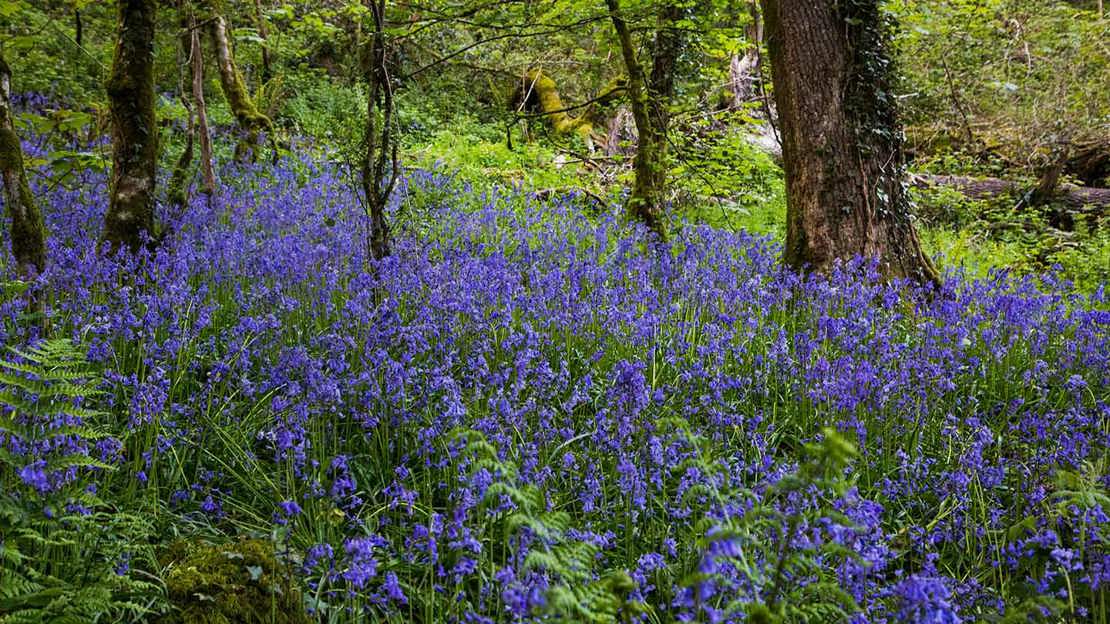 Bluebell field, Bovey Valley Woods