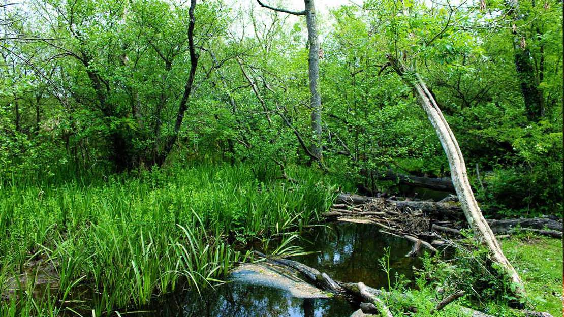 Wet Woodland British Habitats Woodland Trust