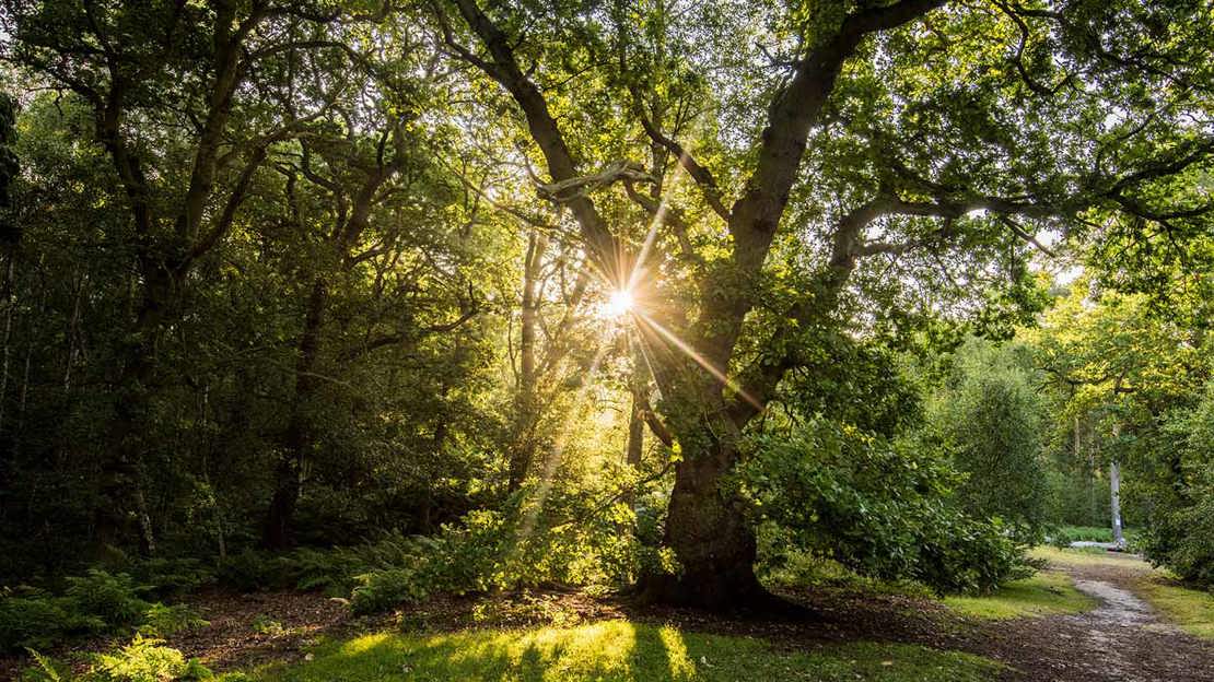 Sun flare through branches of an old tree, Owlet wood