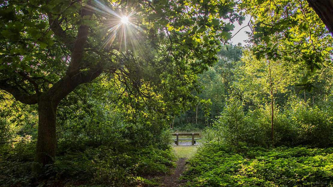 Bench at end of path, Owlet Wood