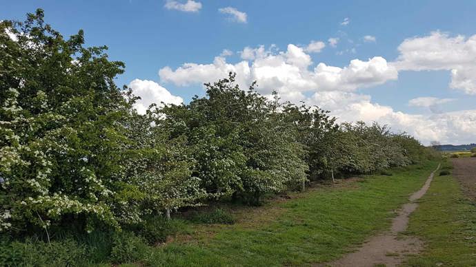 A large hawthorn hedge with white blossom alongside a footpath and farmland