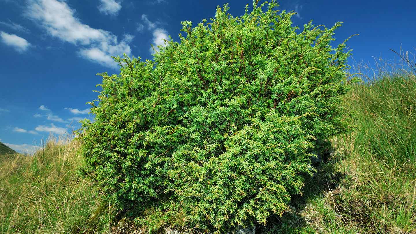 Juniper (Juniperus communis) British Trees Woodland Trust