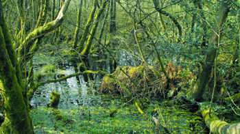 Carr with birch willow and alder growing with seasonal waterlogging Carr with birch willow and alder growing with seasonal waterlogging