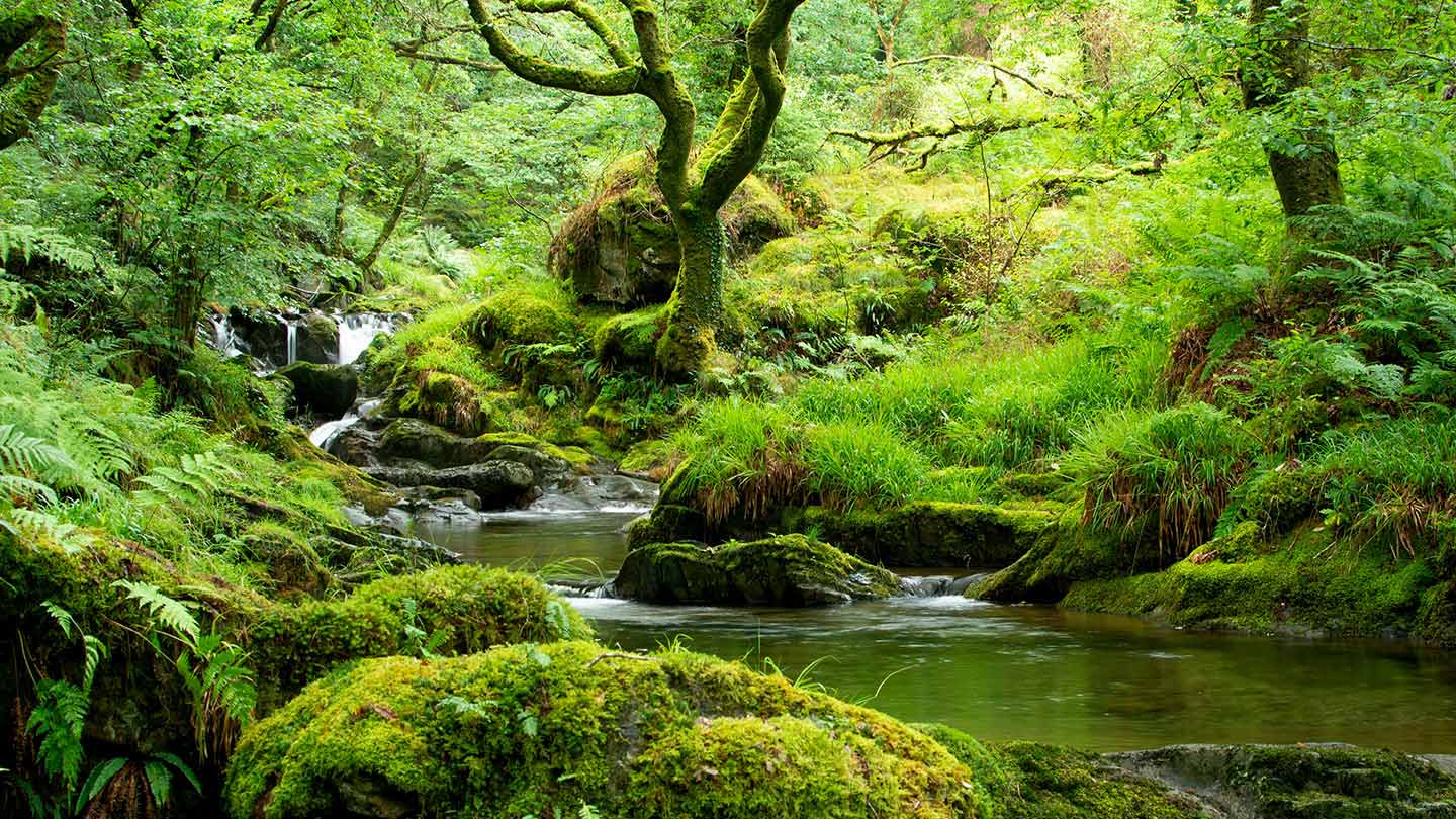 Temperate Rainforest in the UK - Woodland Trust