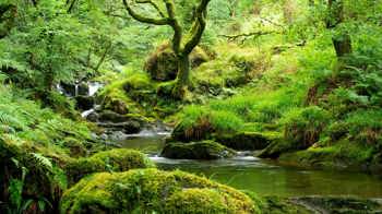 Stream in temperate rainforest, Coed Nant Gwernol and Coed Hendrewallog, Wales