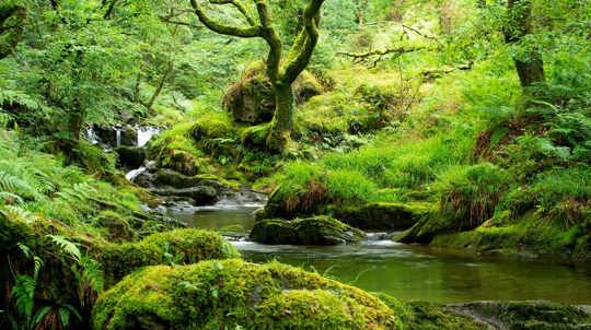 Stream in temperate rainforest, Coed Nant Gwernol and Coed Hendrewallog, Wales