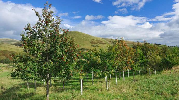 Young trees in a field beneath blue skies