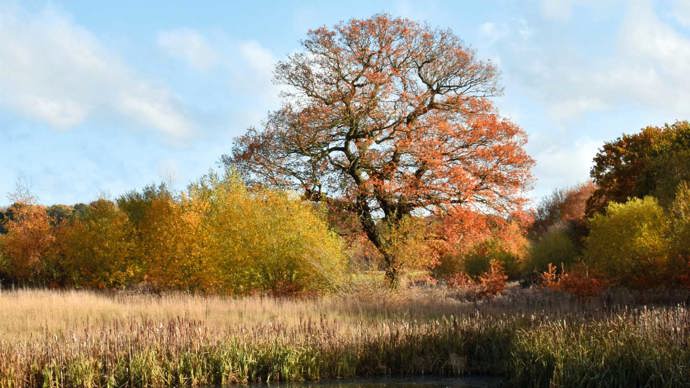 Trees and wetland at Mead - Derbyshire's Young People's Forest