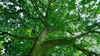 Sessile oak looking up to canopy