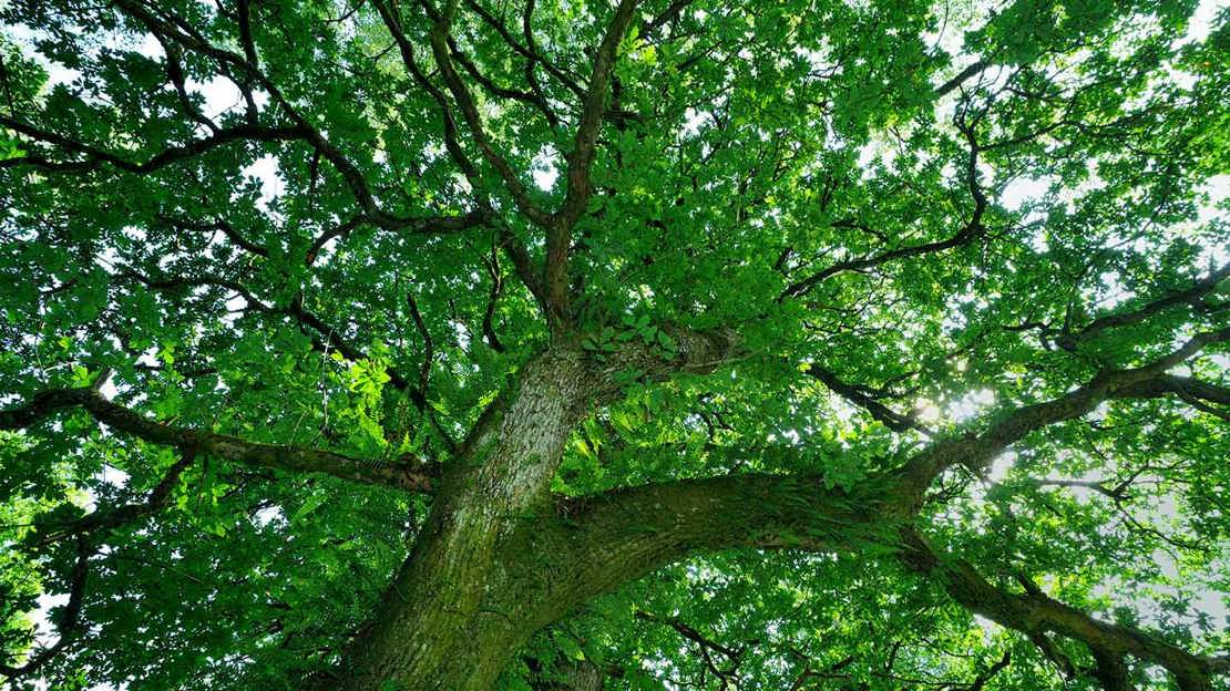 Sessile oak looking up to canopy Sessile oak looking up to canopy