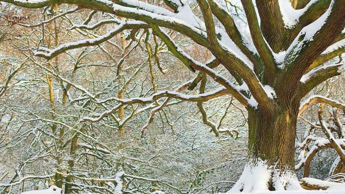 English oak in the snow