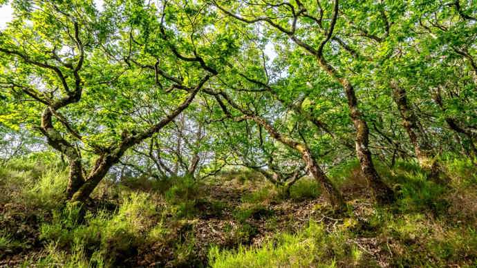 Overgrown vegetation on woodland floor