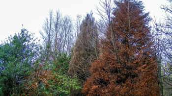 Phytophthora Lateralis infecting Lawson Cypress trees at differrent rates