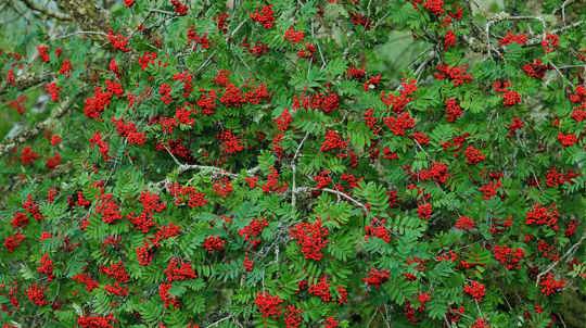 Rowan bush with lots of berries