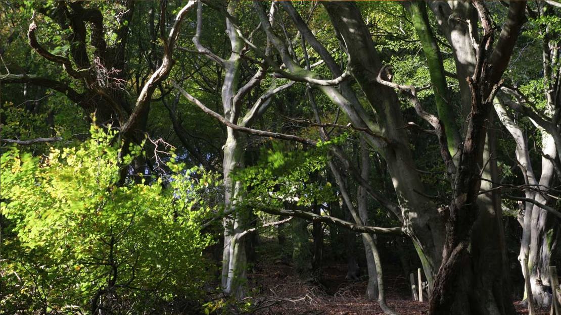 Twisted, leafless tree trunks in a dark wood