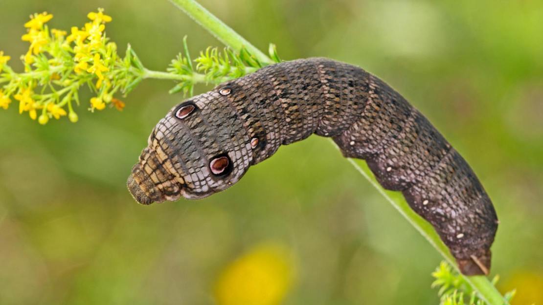 Small elephant hawk-moth caterpillar